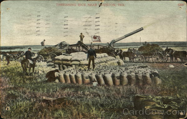 Threshing Rice Near Houston Texas