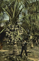 Coconut Of Palm And Fruit Florida Postcard