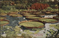 Lily Pond In Tower, Grove Park Postcard