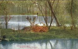 Swan In Her Nest, Garfield Park Postcard