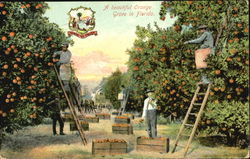 A Beautiful Orange Grove In Florida Postcard