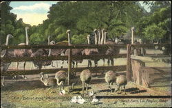 Ostrich Farm Postcard