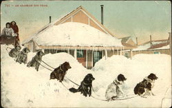 An Alaskan Dog Team Dogs Postcard Postcard