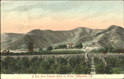 A Ten Acre Tomato Patch In Winter Postcard