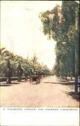 Palmetto Avenue Postcard