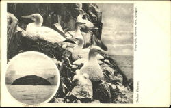 Solan Geese Postcard