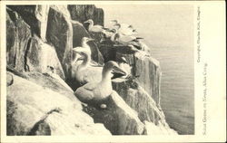 Solan Geese On Nests Postcard