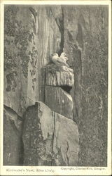 Kittiwakes Nest Birds Postcard Postcard