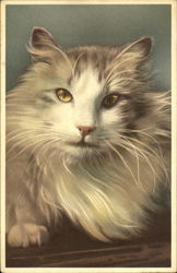 White Cat New York, NY Cats Postcard Postcard