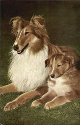 Collie With Puppy Dogs Postcard Postcard