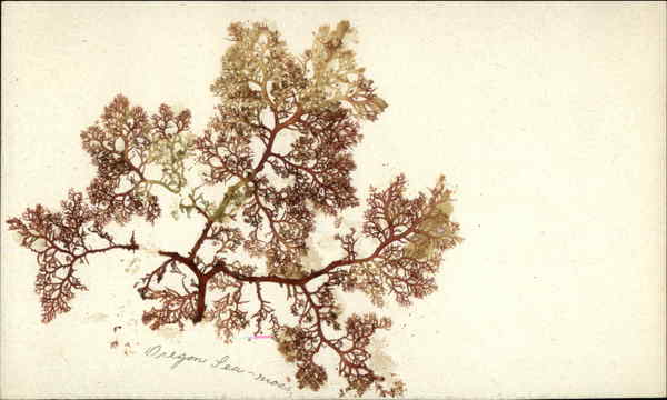Oregon Sea Moss Trees