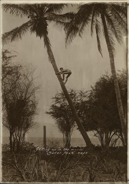 Rare Photo - Getting up in the world - Gathering Coconuts Hawaii