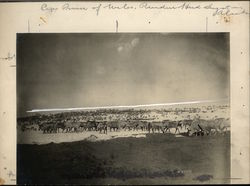 Rare Original Art - Cape Prince Of Wales Reindeer Herd Alaska W. H. Case Original Photograph Original Photograph