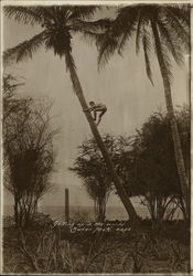 Rare Photo - Getting up in the world - Gathering Coconuts Hawaii Ray Jerome Baker Original Photograph Original Photograph