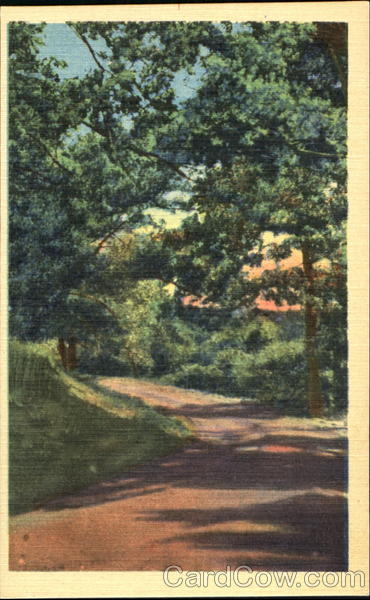 Trees along road Scenic
