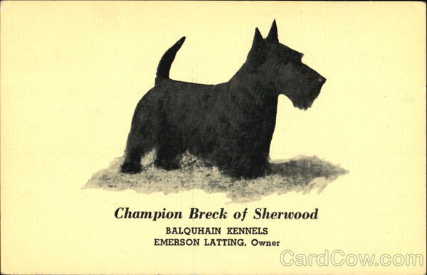 Champion Breck Of Sherwood Scottish Terriers