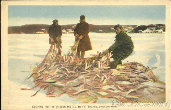Catching Herring Through The Ice Bay Of Islands NL Canada
