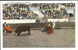 Bull Fight Postcard