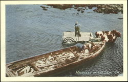Harvest Of The Sea Postcard