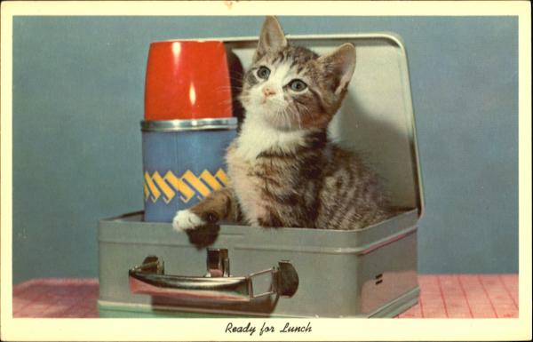 Kitten in a Lunchbox Cats
