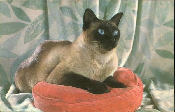 Pure Breed Sealpoint Siamese Cat Cats