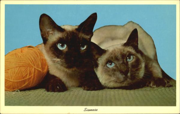 Siamese Cats