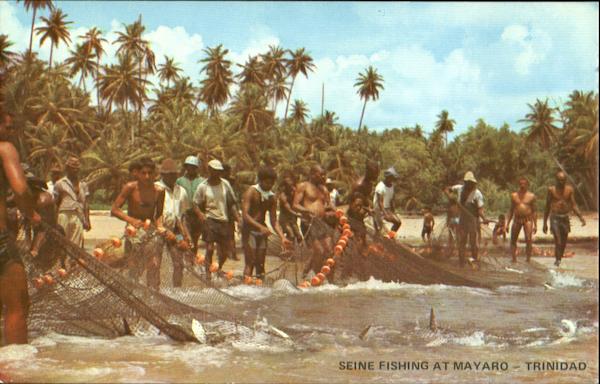Seine Fishing At Mayaro Trinidad Caribbean Islands