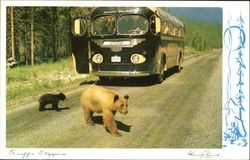 Traffic Stoppers Postcard