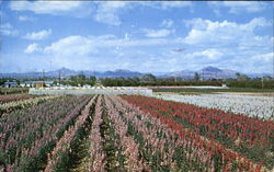 Japanese Flower Gardens Postcard