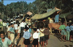 Bullock Carts Malaca, Malaysia Southeast Asia Postcard Postcard