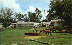 Johore Bahru Zoo Postcard