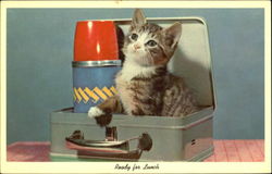 Kitten in a Lunchbox Postcard