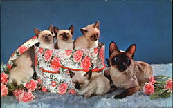 Purebred Siamese Postcard