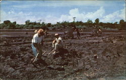 Trinidad & Tobago Postcard