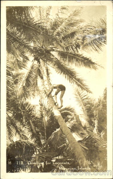 Climbing For Coconuts Hawaii