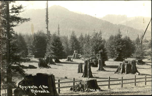 Regrowth Of The Redwoods California