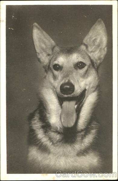 German Shepherd Dogs