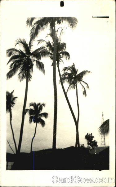 Palms Scenic Virgin Islands Caribbean Islands