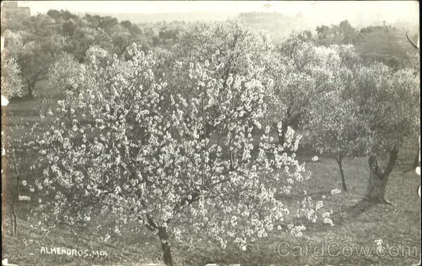 Blossoms Scenic Mexico