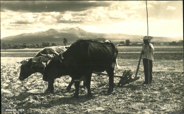 Arando Mexico