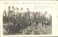 Orange Trees Tobacco Growing Between Rows Postcard