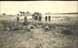 Farmers Cattle Killed by Cyclone 1908 Farmers Cattle Killed by Cyclone 1908