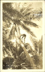 Climbing For Coconuts Postcard
