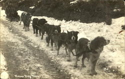 Alaska Dog Team Postcard