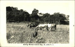 Riding Horses Caneel Bay Postcard