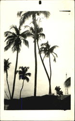 Palms Postcard