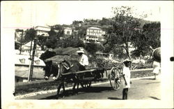 Horse Cart Postcard