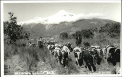 Volcan Yates Rio Puelo Postcard