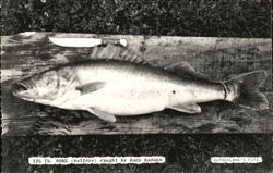 12lb Dore (walleye) caught by Rudy Radons Postcard