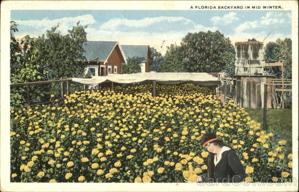 A Florida Backyard In Mid Winter Jacksonville